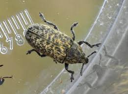 Attēlu rezultāti vaicājumam “Rhynchaenus lonicerae”