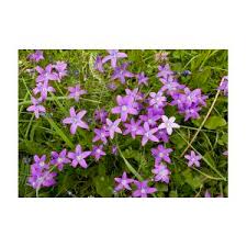 Image result for Campanula patula