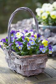 Image result for Hornveilchen