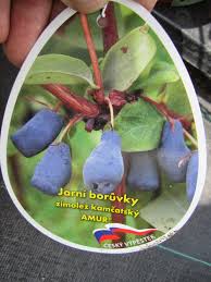 Attēlu rezultāti vaicājumam “Lonicera caerulea var. pallasii”