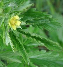 Attēlu rezultāti vaicājumam “Potentilla norvegica flower”