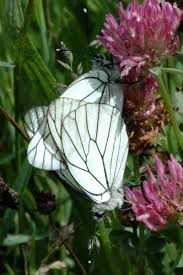 Attēlu rezultāti vaicājumam “Aporia crataegi male”