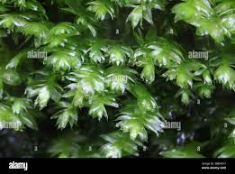 Attēlu rezultāti vaicājumam “Plagiothecium nemorale”