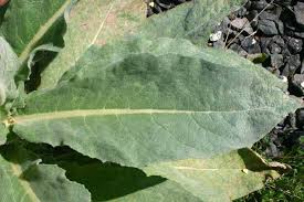 Attēlu rezultāti vaicājumam “Verbascum densiflorum leaf”