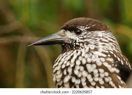 Attēlu rezultāti vaicājumam “Nucifraga caryocatactes adult”