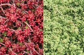 Image result for Sedum album `Coral Carpet`