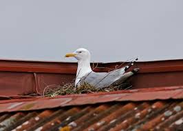 Attēlu rezultāti vaicājumam “Larus argentatus nest”