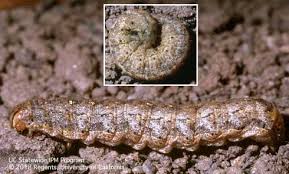 Attēlu rezultāti vaicājumam “Diderma subviridifuscum var. macrospora* young”