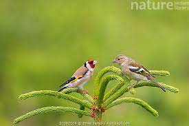 Attēlu rezultāti vaicājumam “Carduelis carduelis”