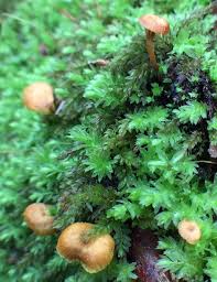 Attēlu rezultāti vaicājumam “Seligeria pusilla sporophyte”