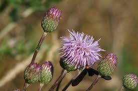 Attēlu rezultāti vaicājumam “Cirsium arvense flower”