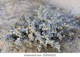 Attēlu rezultāti vaicājumam “Eryngium maritimum flower”