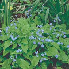 Image result for Omphalodes verna