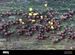 Attēlu rezultāti vaicājumam “Enerthenema papillatum”