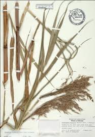 Attēlu rezultāti vaicājumam “Phragmites communis leaf”