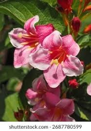 Attēlu rezultāti vaicājumam “Weigela praecox”