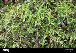 Attēlu rezultāti vaicājumam “Sciuro-hypnum reflexum”