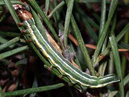 Attēlu rezultāti vaicājumam “Panolis flammea”