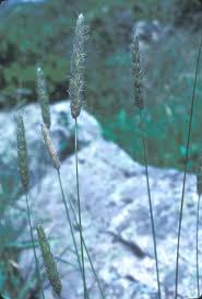 Attēlu rezultāti vaicājumam “Alopecurus pratensis fruit”