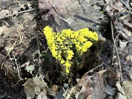 Attēlu rezultāti vaicājumam “Fuligo septica var. flava young”