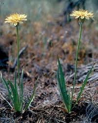 Image result for Agoseris major