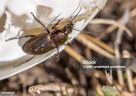 Attēlu rezultāti vaicājumam “Poecilus cupreus”