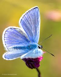 Attēlu rezultāti vaicājumam “Polyommatus icarus male”
