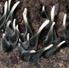 Attēlu rezultāti vaicājumam “Neocudoniella albiceps”