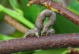 Attēlu rezultāti vaicājumam “Crocallis elinguaria”