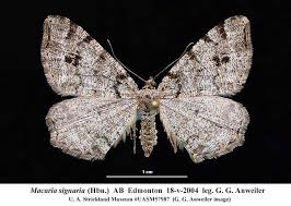Attēlu rezultāti vaicājumam “Macaria signaria”