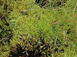 Attēlu rezultāti vaicājumam “Philonotis calcarea”