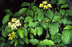 Attēlu rezultāti vaicājumam “Cornus sanguinea”
