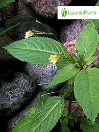Attēlu rezultāti vaicājumam “Impatiens parviflora leaf”