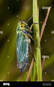 Attēlu rezultāti vaicājumam “Cicadella viridis female”