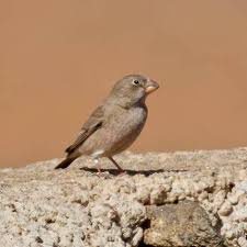 Image result for Bucanetes githagineus