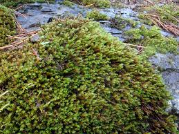 Attēlu rezultāti vaicājumam “Schistidium apocarpum macro”