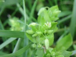 Attēlu rezultāti vaicājumam “Stellaria media bud”