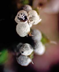 Attēlu rezultāti vaicājumam “Badhamiopsis macrospora macro”