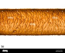 Image result for human hair microscope image