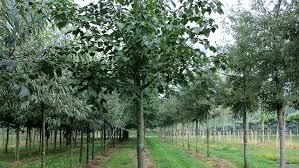 Attēlu rezultāti vaicājumam “Acer rufinerve”