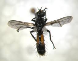 Attēlu rezultāti vaicājumam “Cylindromyia sp.”