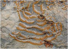 Attēlu rezultāti vaicājumam “Sclerophora coniophaea”