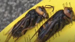 Image result for West Coast Wasps Skater Hockey Club