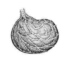 Attēlu rezultāti vaicājumam “Medicago lupulina fruit”