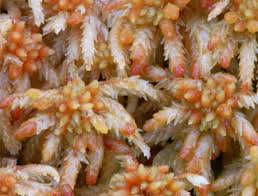 Attēlu rezultāti vaicājumam “Sphagnum centrale”