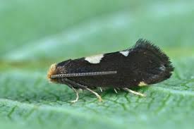 Attēlu rezultāti vaicājumam “Incurvaria oehlmanniella”