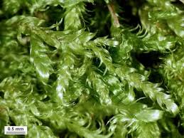 Attēlu rezultāti vaicājumam “Calliergonella lindbergii”