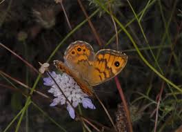 Attēlu rezultāti vaicājumam “Lasiommata megera”