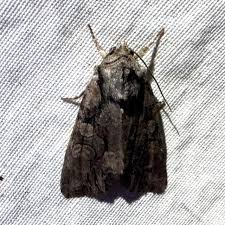 Attēlu rezultāti vaicājumam “Lacanobia contigua imago”