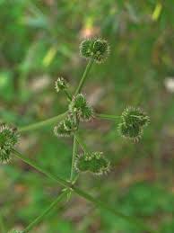 Attēlu rezultāti vaicājumam “Sanicula europaea bud”